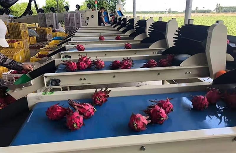 images/1659686452992Clasificación de frutas del dragón,.jpg